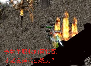 宠物单职业如何搭配才能发挥最强战力? 宠物单职业如何搭配才能发挥最强战力?